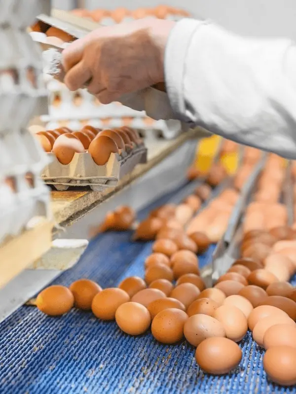 felcra-stock-egg-production-line